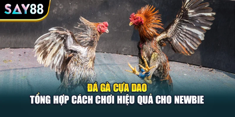 Đá Gà Cựa Dao - Tổng Hợp Cách Chơi Hiệu Quả Cho Newbie