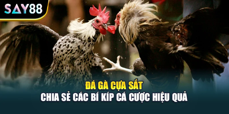Đá Gà Cựa Sắt - Chia Sẻ Các Bí Kíp Cá Cược Hiệu Quả